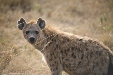 Hyena Kenya Africa savannah wild animal mammal