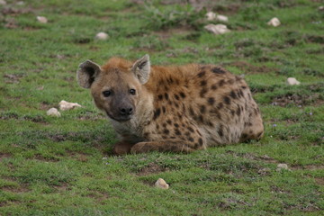 Hyena Kenya Africa savannah wild animal mammal