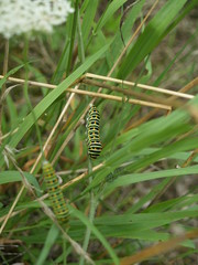 Swallowtail-Caterpillar