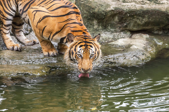 Bengal tiger be thirsty crouch drinking water in the lake