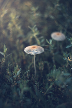 Mushrooms on a summer sunny morning with a blurred background.