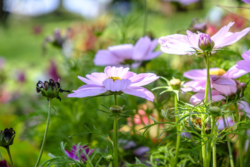 Summer wildflowers landscape