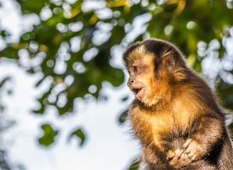 Macaco prego.
