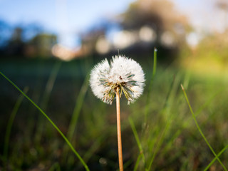 Dandelion with morning dew in sunny field