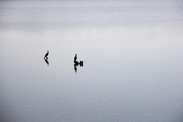 Silhouette von Vögeln