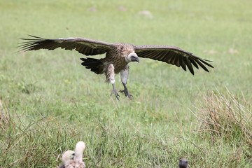 Wild Griffon Vulture Africa savannah Kenya dangerous bird