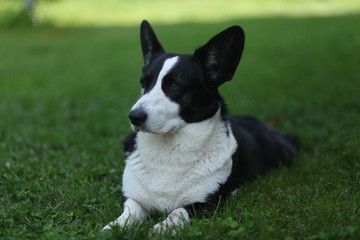 собака вельш корги кардиган 