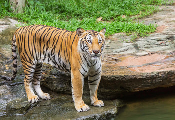 Fototapeta na wymiar tiger standing relaxation in nature