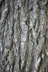 Fototapeta premium Bark texture