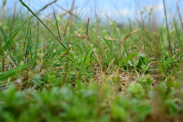Grass - 167362312