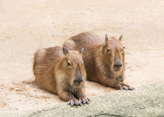 Fototapeta premium Capybaras ( hydrochoerus hydrochaeris ) to crouch in nature
