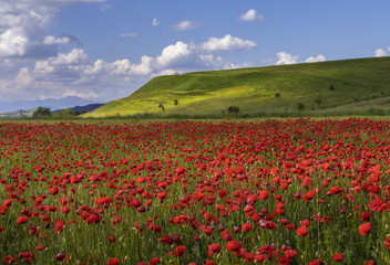Wild poppy fields