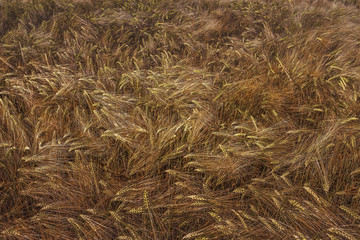 Detail of ripe cereals field.