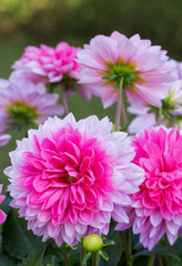 Fototapeta premium Pink dahlia .Holiday card.