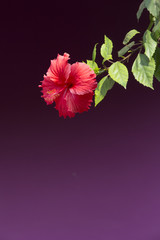 Hibiskus © HEIDEMARIE