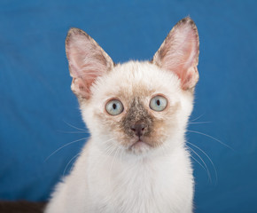 Closeup of a beautiful tortie point Siamese kitten against a blue background