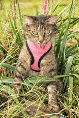 Brown tabby cat on a leash in pink harness in high vegetation