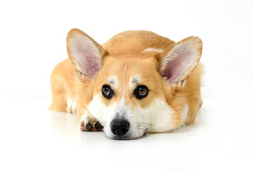 dog welsh corgi lying down and observing on white background