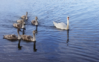 Swan with baby swans