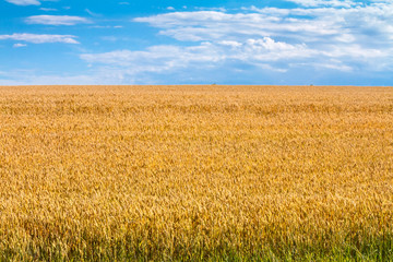 Summertime landscape - wheat field against the sky with clouds background