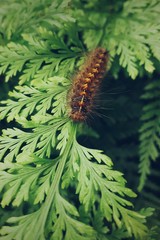 Brown caterpillar in a green plant