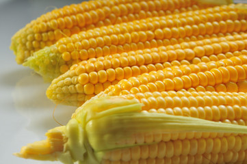Mature corn on a white background