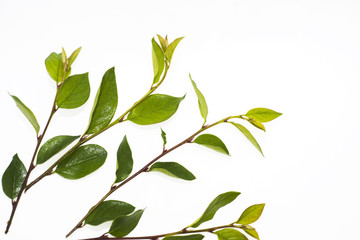 Green branch with leaves.