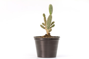 Close up cactus plants on white
