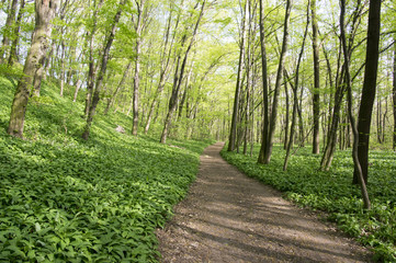 Fototapeta na wymiar Nemosicka stran, hornbeam forest - interesting magic nature place full of wild bear garlic during the spring time
