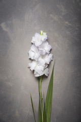 Beautiful gladiolus on wooden background