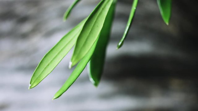Olive oil with olive twig