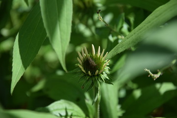 sauterelle sur Echinacea purpurea, Rudbeckia pourpre