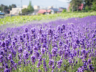 Fototapeta premium Abstract blur and soft of Lavender field in summer of Japan