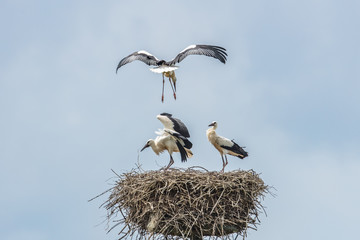 störche im anflug