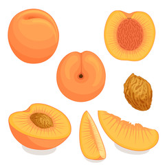 An image of a peach from different directions. Vector illustration. Whole, half and sliced peach with bone.