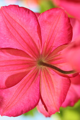 Hibiskus © HEIDEMARIE