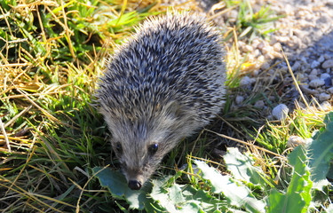 A hedgehog in the nature