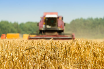 Fototapeta na wymiar selective focus on golden ripe wheat. On the foreground agriculture machine harvesting field. Agriculture and farming concept