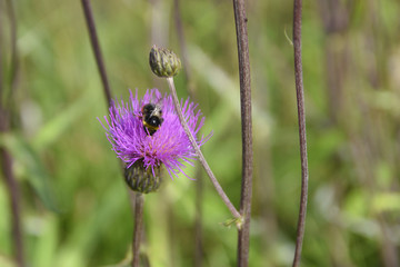 Creeping Thistle (Cirsium arvense) with a bumblebee on the flowerhead