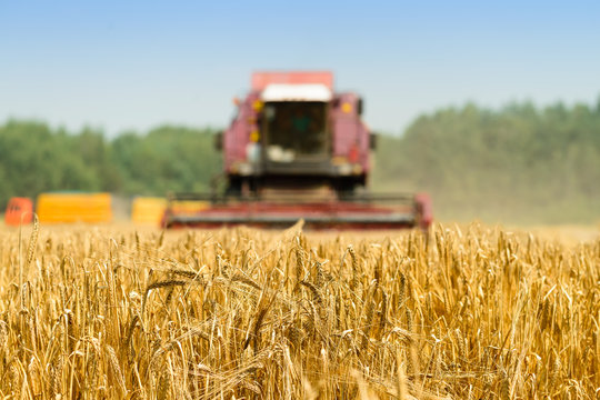 selective focus on golden ripe wheat. On the foreground agriculture machine harvesting field. Agriculture and farming concept