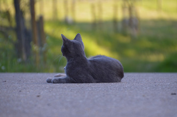 Kleine Katze auf der Strasse