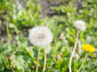 Soft and blur grass flower 