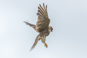 Falke im rüttelflug