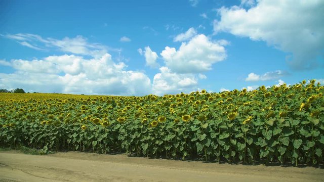 Ripe sunflowers on the field against a cloudy blue sky. 4K