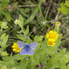 Schmetterling auf Blume