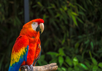 parrot on stick portrait