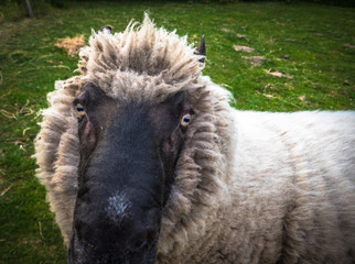 Naklejka premium Sheep close up
