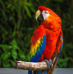 parrot on stick portrait