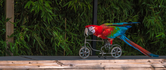 parrot on bike © Wouter