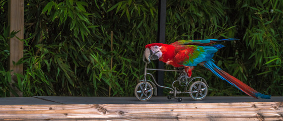 parrot on bike